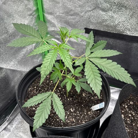 Mephisto Genetics Beary Berry Punch growlog timeline photo