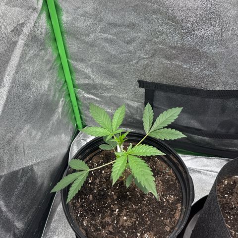 Mephisto Genetics Beary Berry Punch growlog timeline photo