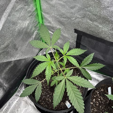 Mephisto Genetics Beary Berry Punch growlog timeline photo