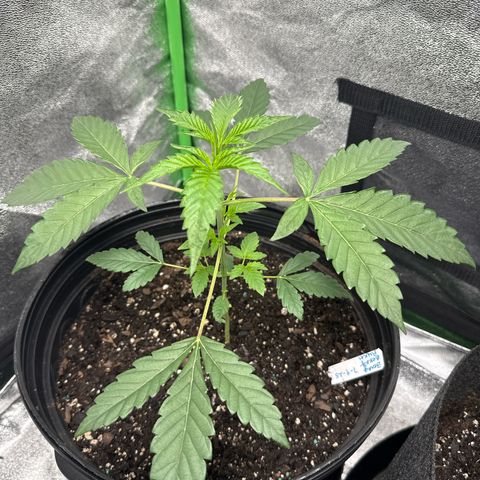 Mephisto Genetics Beary Berry Punch growlog timeline photo