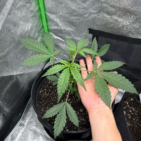 Mephisto Genetics Beary Berry Punch growlog timeline photo