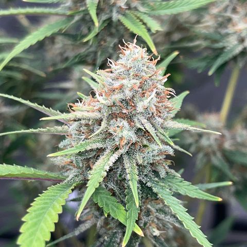 Lilac Diesel growlog timeline photo