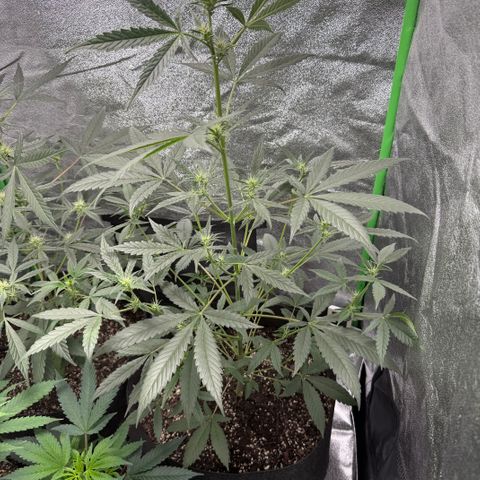Double Grape #1 growlog timeline photo