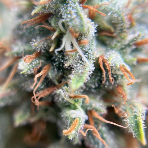 Lilac Diesel growlog timeline photo