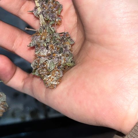 Electric Apple #1 growlog timeline photo