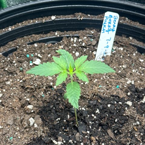 Mephisto Genetics Beary Berry Punch growlog timeline photo