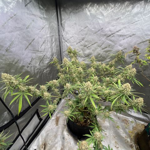 Lilac Diesel growlog timeline photo