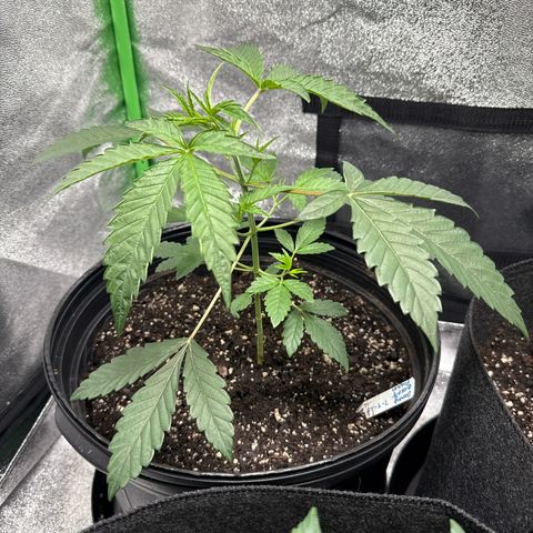 Mephisto Genetics Beary Berry Punch growlog timeline photo