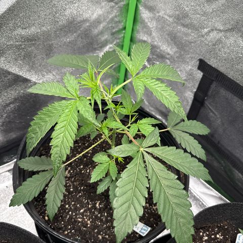 Mephisto Genetics Beary Berry Punch growlog timeline photo
