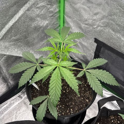 Mephisto Genetics Beary Berry Punch growlog timeline photo