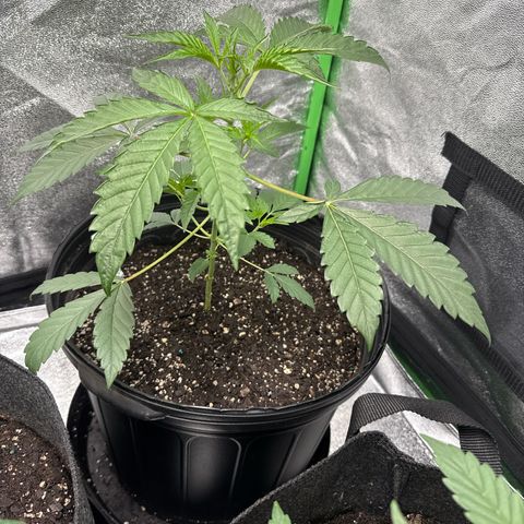 Mephisto Genetics Beary Berry Punch growlog timeline photo