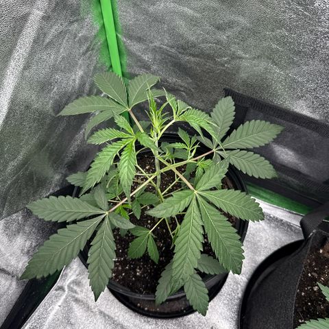 Mephisto Genetics Beary Berry Punch growlog timeline photo