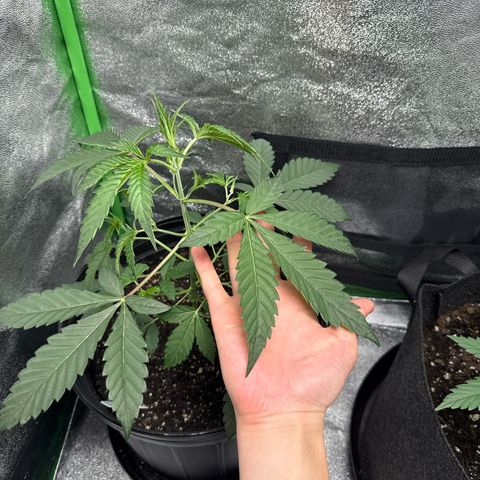 Mephisto Genetics Beary Berry Punch growlog timeline photo