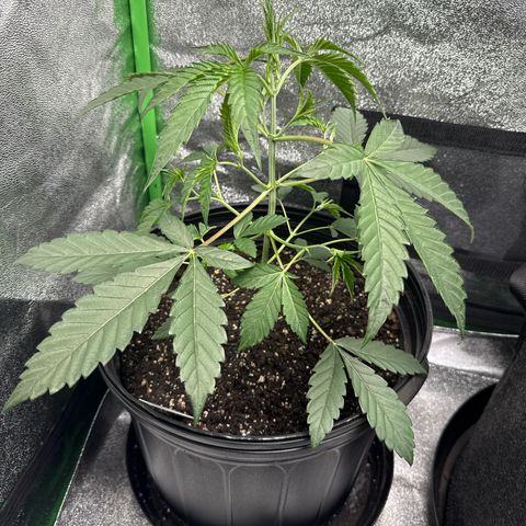 Mephisto Genetics Beary Berry Punch growlog timeline photo