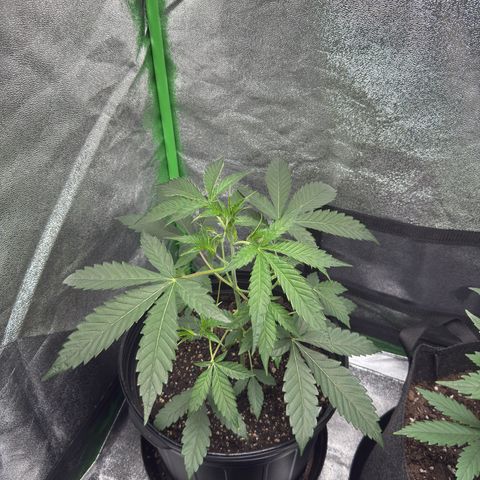 Mephisto Genetics Beary Berry Punch growlog timeline photo