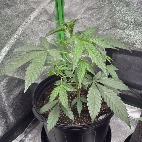 Mephisto Genetics Beary Berry Punch growlog timeline photo