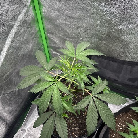 Mephisto Genetics Beary Berry Punch growlog timeline photo