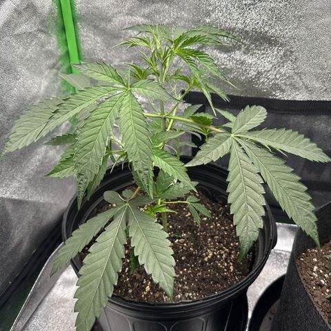 Mephisto Genetics Beary Berry Punch growlog timeline photo