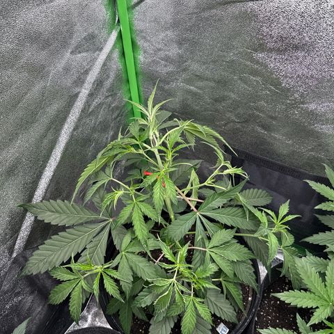 Mephisto Genetics Beary Berry Punch growlog timeline photo