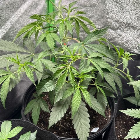 Mephisto Genetics Beary Berry Punch growlog timeline photo