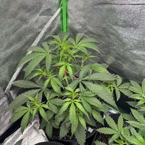 Mephisto Genetics Beary Berry Punch growlog timeline photo