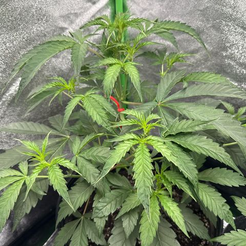 Mephisto Genetics Beary Berry Punch growlog timeline photo