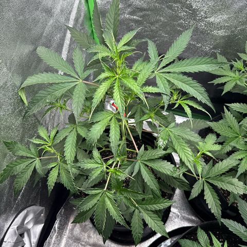 Mephisto Genetics Beary Berry Punch growlog timeline photo