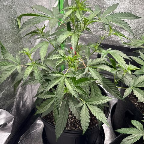 Mephisto Genetics Beary Berry Punch growlog timeline photo