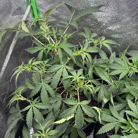 Mephisto Genetics Beary Berry Punch growlog timeline photo