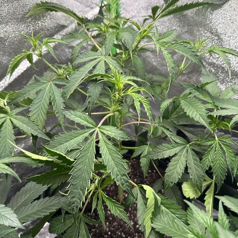 Mephisto Genetics Beary Berry Punch growlog timeline photo