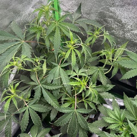 Mephisto Genetics Beary Berry Punch growlog timeline photo