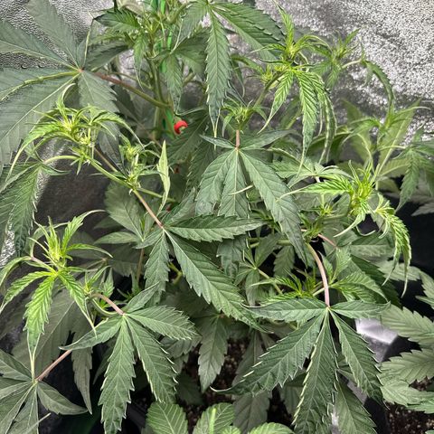 Mephisto Genetics Beary Berry Punch growlog timeline photo