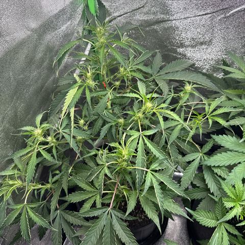 Mephisto Genetics Beary Berry Punch growlog timeline photo