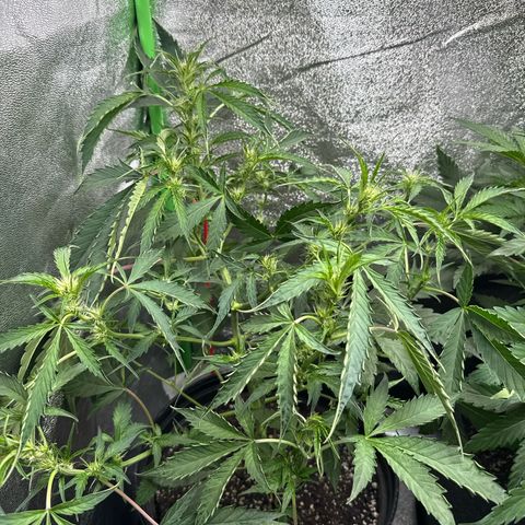 Mephisto Genetics Beary Berry Punch growlog timeline photo