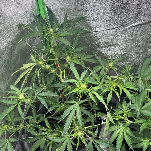 Mephisto Genetics Beary Berry Punch growlog timeline photo
