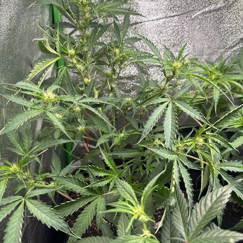 Mephisto Genetics Beary Berry Punch growlog timeline photo