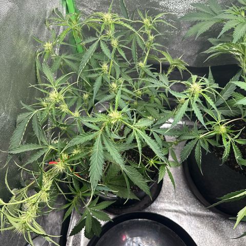 Mephisto Genetics Beary Berry Punch growlog timeline photo