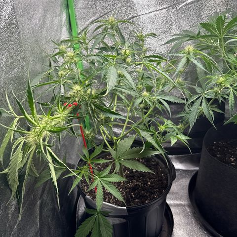 Mephisto Genetics Beary Berry Punch growlog timeline photo