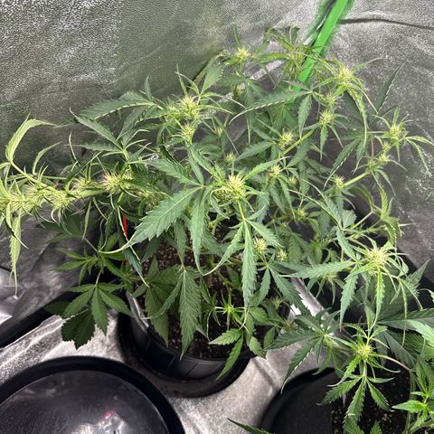 Mephisto Genetics Beary Berry Punch growlog timeline photo