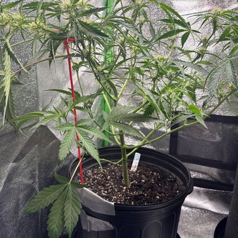 Mephisto Genetics Beary Berry Punch growlog timeline photo