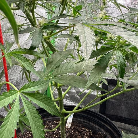 Mephisto Genetics Beary Berry Punch growlog timeline photo