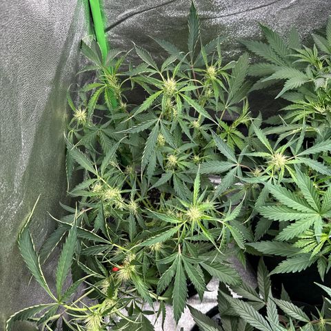 Mephisto Genetics Beary Berry Punch growlog timeline photo