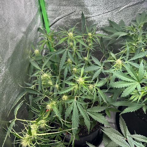 Mephisto Genetics Beary Berry Punch growlog timeline photo