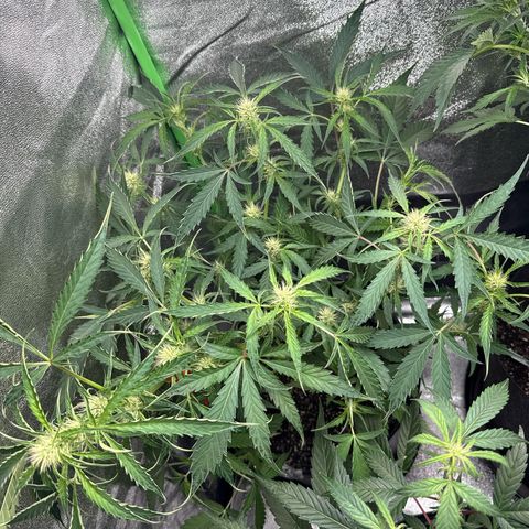 Mephisto Genetics Beary Berry Punch growlog timeline photo