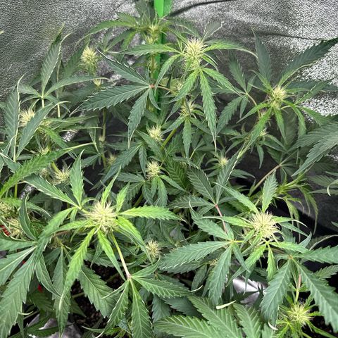 Mephisto Genetics Beary Berry Punch growlog timeline photo