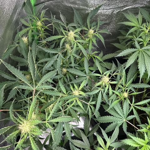 Mephisto Genetics Beary Berry Punch growlog timeline photo