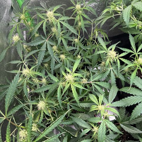 Mephisto Genetics Beary Berry Punch growlog timeline photo