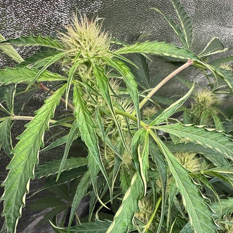 Mephisto Genetics Beary Berry Punch growlog timeline photo