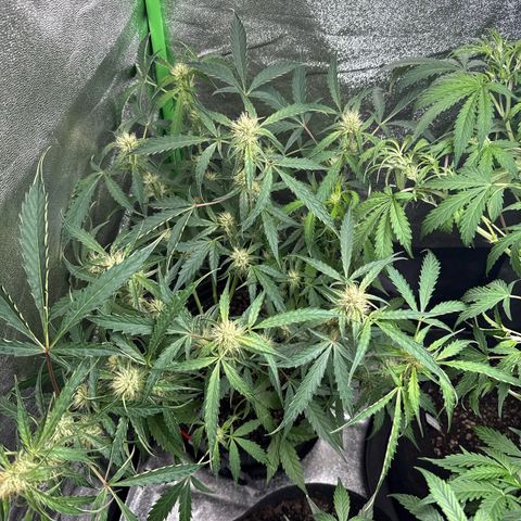 Mephisto Genetics Beary Berry Punch growlog timeline photo