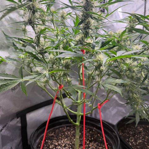 Mephisto Genetics Beary Berry Punch growlog timeline photo
